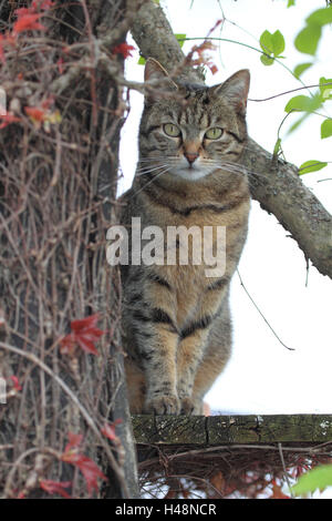 Hauskatze in den Garten, Stockfoto