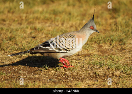 Ein Crested Taube stechen durch. Stockfoto