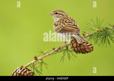 Ein Chipping-Spatz wegsehen. Stockfoto