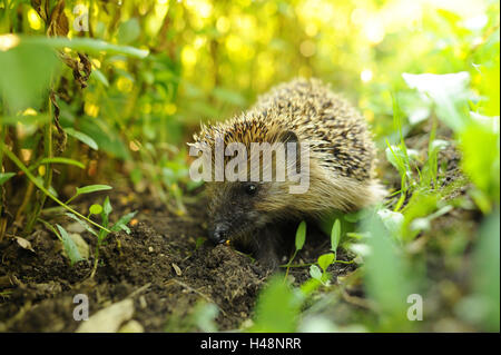 Europäische Igel, Erinaceus Europaeus, Wiese, Kopf, Blick in die Kamera, Stockfoto