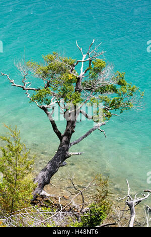 Neuseeland, Südinsel, Nydia Track, Duncan Bay, Stockfoto