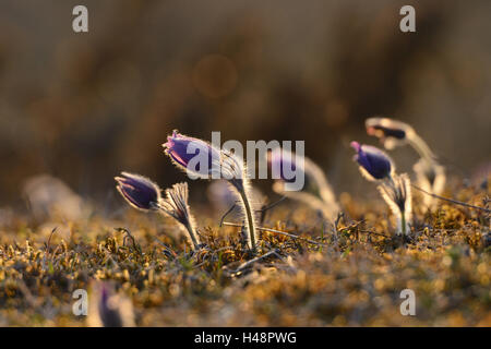 Gemeinsamen Küchenschellen, Pulsatilla Vulgaris, Stockfoto