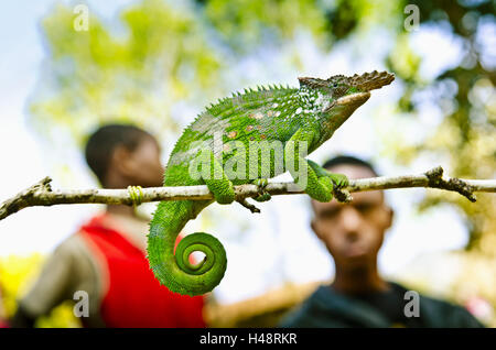 Afrika, Ostafrika, Tansania, Usambara-Berge, Tiere, Reptilien, Chamäleons, Stockfoto