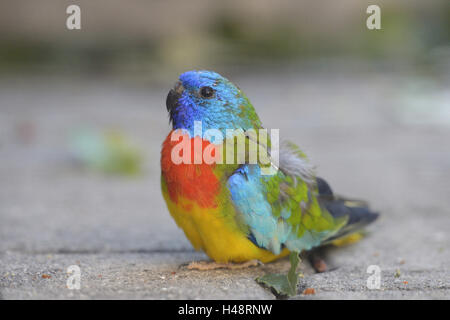 Wellensittich, Melopsittacus Undulatus, bunt, Stock, sitzend, Seitenansicht, Stockfoto