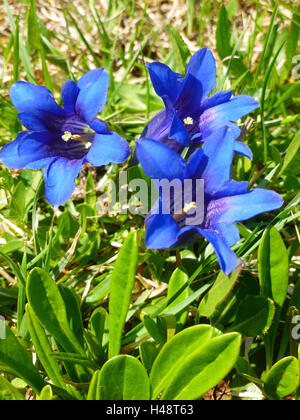 Enzian-Blüten, mittlere close-up, Stockfoto