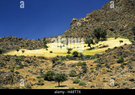 Griechenland, Kreta, Landschaft mit Platane in Zentralkreta, Stockfoto