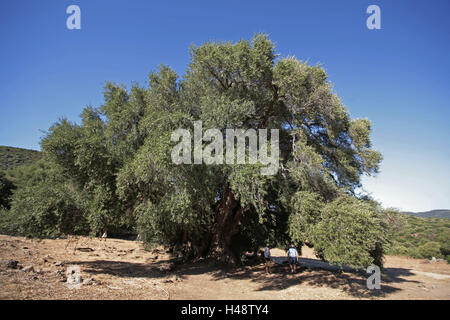 Italien, Sardinien, Luras, Bäume, wilde Ölbäume, Olea Europaea Subspecies Sylvestris, Touristen, Ölweiden, kein Model-Release, Europa, Reiseziel, Insel, Ort von Interesse, Natur, Baum, alte, Menschen, Sightseeing, Zambujeiro, Stockfoto