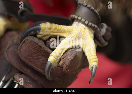 Stein, Fuß, Krallen, Falkner, Adler, Kugel Lederhandschuh, Detail, Stockfoto