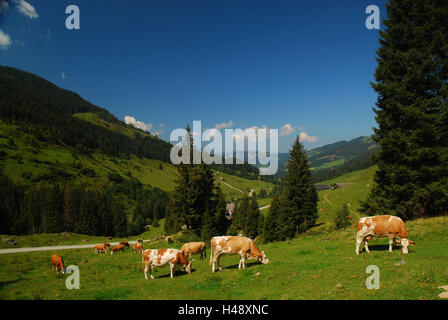 Österreich, Tirol, Zillertal, schöne Wiese, Wildschönau, Alp Bereich, Europa, Berglandschaft, Landschaft, Berge, Berge, Wälder, Wiesen, ländlich, grün, Weide, Alm, Kühe, Sonne, Sommer, Landwirtschaft, Alp Wirtschaft, nutzen Tiere, Ansicht, Himmel, Wolken, Stockfoto