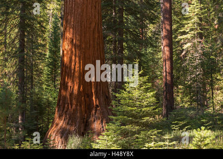 Riesenmammutbaum (Sequoiadendron Giganteum) in einem sonnendurchfluteten Wald, Mariposa Grove, Yosemite-Nationalpark, Kalifornien, USA. Herbst) Stockfoto