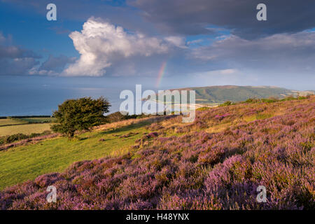 Heidekraut bedeckt Moorland Porlock gemeinsamen, mit Blick auf Porlock Bucht, Exmoor, Somerset, England. (August) im Sommer 2014. Stockfoto