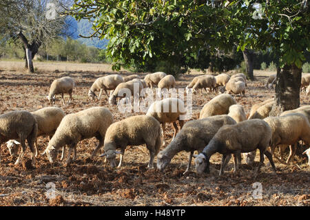 Herde von Schafen, Buger, Mallorca, Spanien Stockfoto