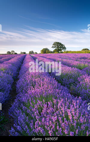 Lavendel-Feld in Blume, Faulkland, Somerset, England. (Juli) im Sommer 2014. Stockfoto