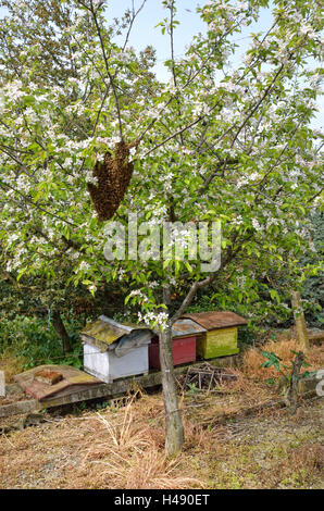 Schwarm von Bienen über den Baum in der Landschaft Stockfoto