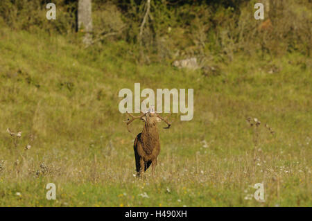 Red Deer, Cervus Elaphus, Wiese, stehend, Belling, Vorderansicht, Blick in die Kamera, Stockfoto