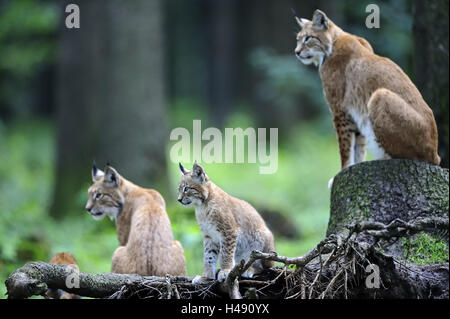 Eurasischer Luchs Lynx Lynx, alte Tiere, Jungtier, sitzen, ruhen, Deutschland, Wildgehege, Wald, Lebensraum, Tierfamilie, Luchs Familie Norden Luchse, Luchse, wilde Tiere, Raubtiere, große Katzen, Tiere, Jungtiere, Aufmerksamkeit, Konzentration, Ansichten, Sichtlinie, auf der linken Seite Tierarten bedroht, Stamm, Natur, Stockfoto