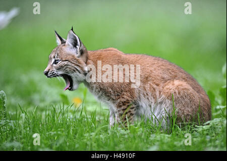 Eurasischer Luchs Lynx Lynx, Jungtier, Wiese, sitzen, Gähnen, ruhen, Deutschland, Wildpark, Lebensraum, Norden Luchs, Luchs, wildes Tier, Raubtier, Raubkatze, Tier, Tier Kind, Lauffläche, Seitenansicht, Tierarten, droht, Natur, grün, Stockfoto