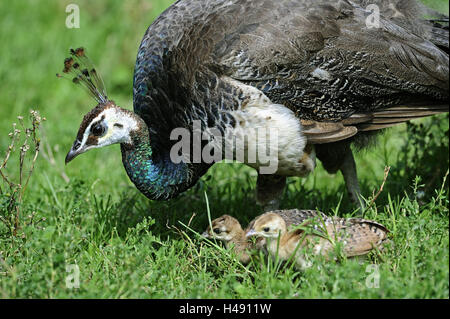 Pfau, Pavo Cristatus, Mutter Tier, Küken, Essen, Seite Ansicht, Wiese, Deutschland, Lebensraum, hühnerartigen Vögel, Tiere, Tierfamilie, obere Tail cap, Federn, Federn, Gefieder, junge Tiere, Jungtiere, zwei, Ständer, Nahrung suchen, Essen, Rasen, Hunger, Natur, Stockfoto