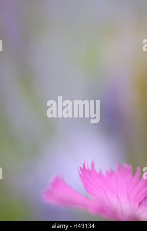 Rosa, Dianthus Carthusianorum, Blüte, Kartäuser beschnitten, close-up, Stockfoto