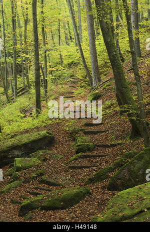Deutschland, Rheinland-Pfalz, Pfälzer Wald, Erscheinungsbild, Karlstal Gulch trail mit Steintreppen im Herbst, Stockfoto