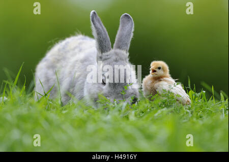 Hase, Lepus, Geflügel Küken, Gallus Gallus Domesticus, Blick in die Kamera, Stockfoto