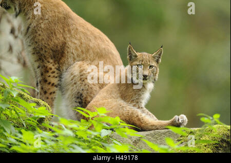 Eurasischer Luchs Lynx Lynx, Jungtier, sitzen, Seitenansicht, Blick in die Kamera, Stockfoto