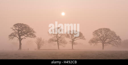 Sonnenaufgang an einem nebligen Wintermorgen in Devon Landschaft, England. Winter (März) 2014. Stockfoto