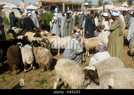 Ägypten, auf dem Kamel Markt Darau nahe der kleinen Stadt Kom Ombo nach Süden Assuan, Stockfoto