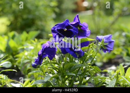 Garten-Stiefmütterchen, Viola Wittrockiana, Blüte, blau, Stockfoto