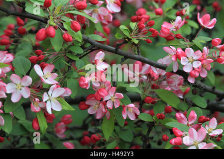 Wilder Apfelbaum, Blüte, Stockfoto