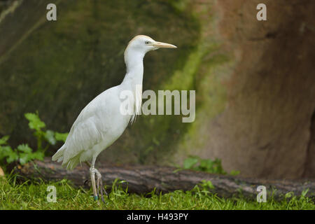 Reiher, Casmerodius Albus, an der Seite stehen, Stockfoto