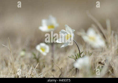 Alpine Küchenschelle Pulsatilla Alpina, alpine Anemone, Blüte, Stockfoto