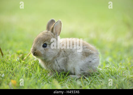 Hauskaninchen, Oryctolagus Cuniculus Forma Domestica, Jungtier, Stockfoto