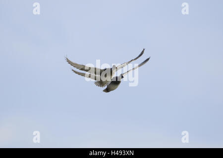 Gadwall, Anas Strepera, fliegen, Vorderansicht, Stockfoto