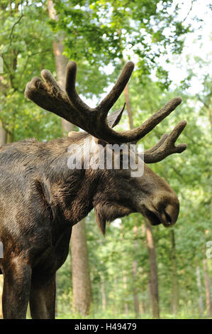 Europäischen Elch, Alces Alces Alces, Portrait, Stockfoto