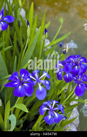 Monaco, blaue Blume, Nahaufnahme, Stockfoto