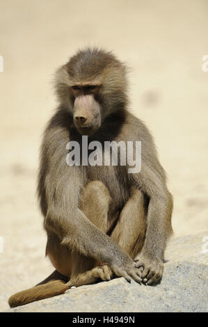 Hamadryas Pavian, Papio Hamadryas, Weiblich, zoo Stockfoto