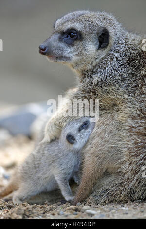 Erde, kleine Männer, Suricata Suricatta, Mutter Tier, Jungtiere, Sicherheit, Tiere, wilde Tiere, Säugetiere, Raubtiere, Tiere Kind, jüngere Generation, Sozialverhalten, Naht, Zootiere, Lebensraum, Gefangenschaft, Stockfoto