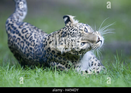 Persische Leoparden Panthera Pardus Saxicolor, Wiese, Roll, wildes Tier, Tier, Säugetier, Raubtier, Raubkatze, große Katze, Fell, meliert, Gefangenschaft, Zoo-Tier, Zoo, Tiere, bedroht, gefährdet, Artenschutz, Stockfoto