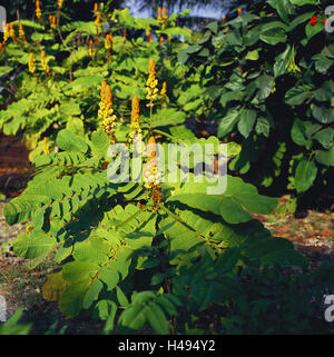 Senegal, Bass Casamance, Vegetation, Afrika, West Afrika, niedriger Casamance, Pflanzen, Holz, Sträucher, Blüten, Natur, niemand, Stockfoto