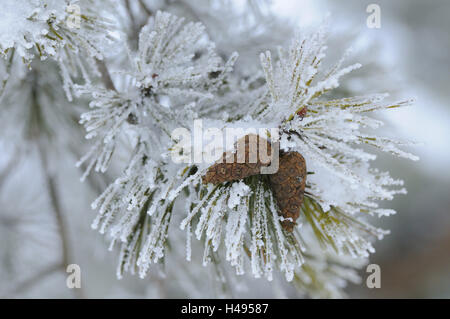 Kiefer, Pinus Sylvestris, Zapfen, Frost, Stockfoto