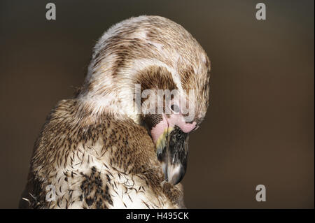 Humboldt-Pinguin, Porträt, Stockfoto