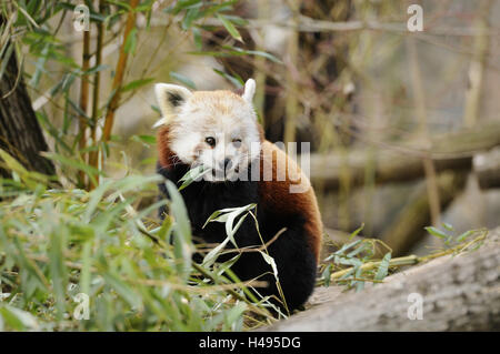 Roter Panda, Porträt, Essen, Stockfoto