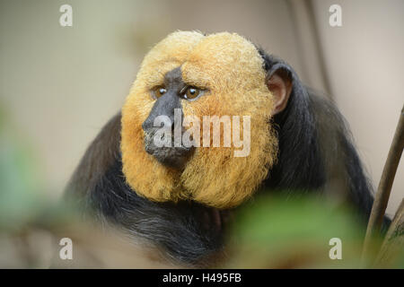 White-faced Saki, Pithecia Pithecia, Männlich, Porträt Stockfoto