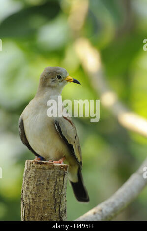 Quaken Boden tauchte, Columbina Cruziana, Stockfoto