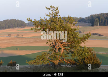Landschaft, Waldkiefern, Pinus Sylvestris, Berg Schanz, Untermeadow Feld, Stockfoto
