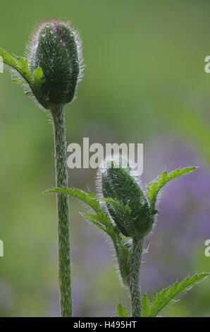 Orientalische Mohn, Papaver Oriental "Brillant", kultivierte Form, Knospen mit Tautropfen, Stockfoto