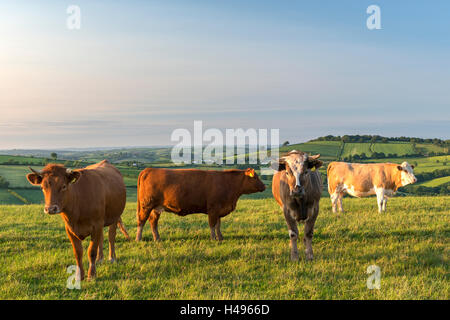 Rinder grasen auf dem englischen Süd-West-Land, Devon, England. (Juni) im Sommer 2013. Stockfoto