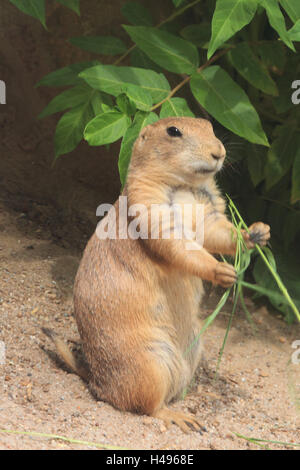 Schwarz Heck Präriehund, Mann, Seitenansicht, Hochformat, Säugetier, Tier, Nord Amerika, Präriehund, wildes Tier, mittlere close-up, Croissant verwendet, Stockfoto