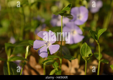 Unten Immergrün, Vinca major, die Blüte, Stockfoto